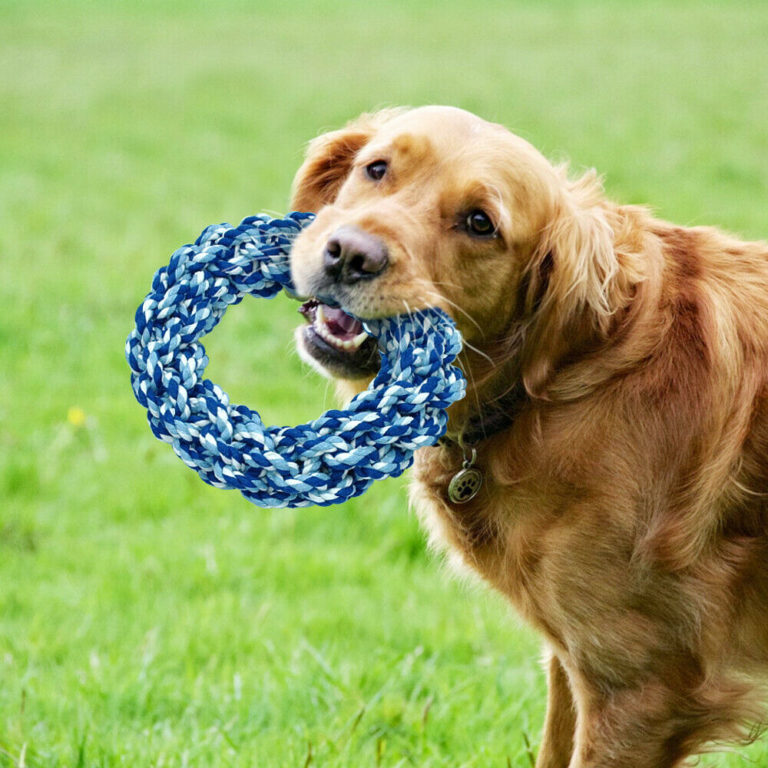 The 4 Best Toys for Big Dogs