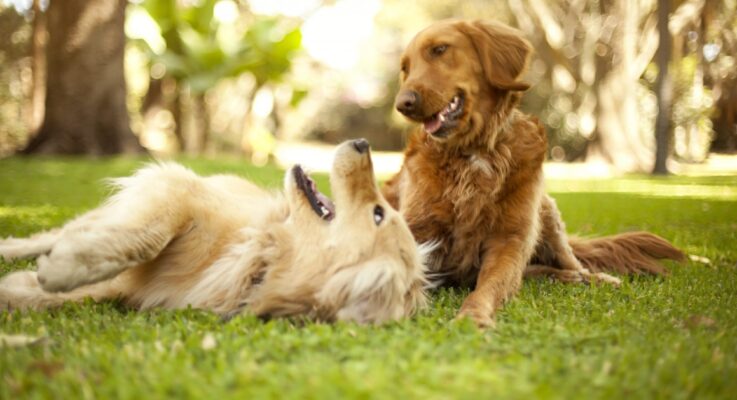 Pet Care: Wholesome Activity Ideas for Your Pets